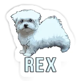 Autocollant Chien Rex Image