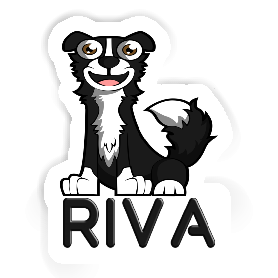 Sticker Border Collie Riva Sticker Border Collie Riva Image