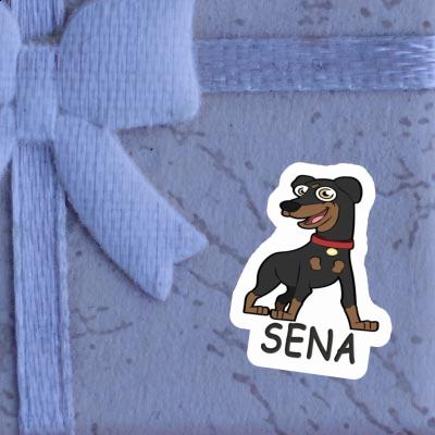 Sticker Pinscher Sena Sticker Pinscher Sena Image