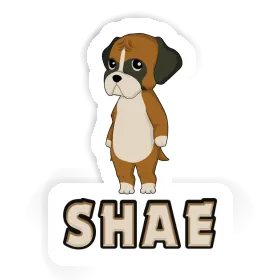 Autocollant Shae Boxer Image