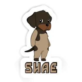 Sticker Deutsch Drahthaar Shae Image