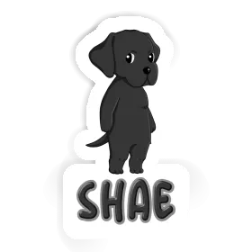 Autocollant Shae Labrador Retriever Image