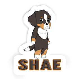 Berner Sennenhund Sticker Shae Image