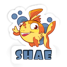 Sticker Shae Fish Image