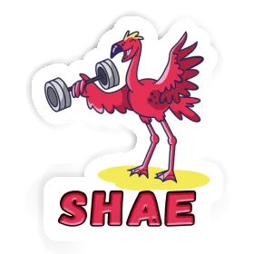 Shae Sticker Weight Lifter Image