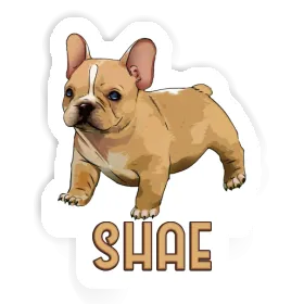 Bulldogge Sticker Shae Image