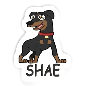 Pinscher Aufkleber Shae Image