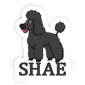 Pudel Sticker Shae Image