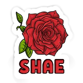 Rose Sticker Shae Image