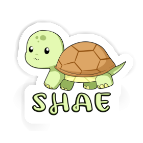 Sticker Shae Turtle Image