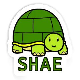 Sticker Turtle Shae Image