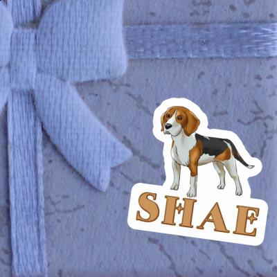 Autocollant Shae Beagle Gift package Image