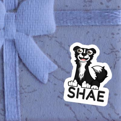 Autocollant Shae Border Collie Gift package Image