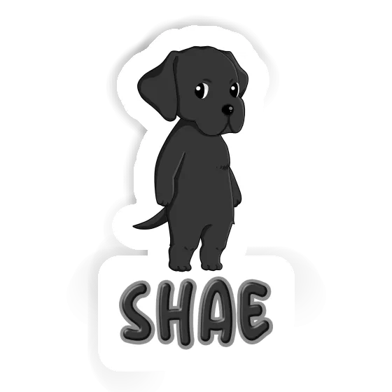 Autocollant Shae Labrador Retriever Gift package Image