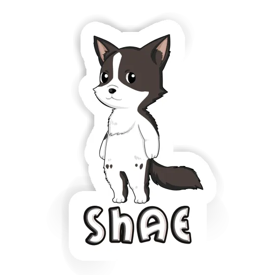 Border Collie Sticker Shae Gift package Image