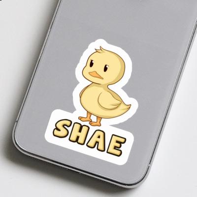 Sticker Duck Shae Gift package Image