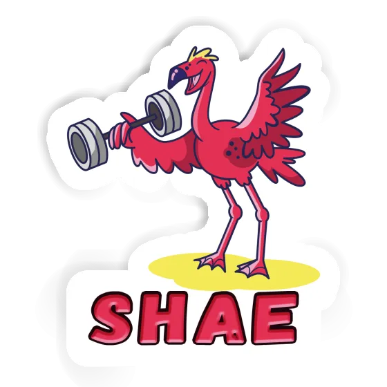 Shae Sticker Weight Lifter Image