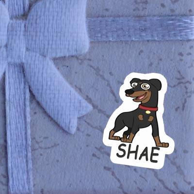 Sticker German Pinscher Shae Gift package Image