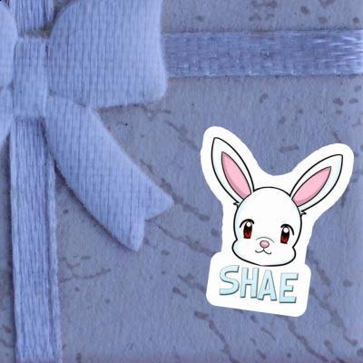 Sticker Rabbit Shae Gift package Image