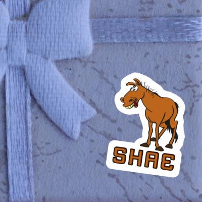 Shae Sticker Horse Laptop Image