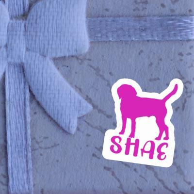 Sticker Dog Shae Gift package Image