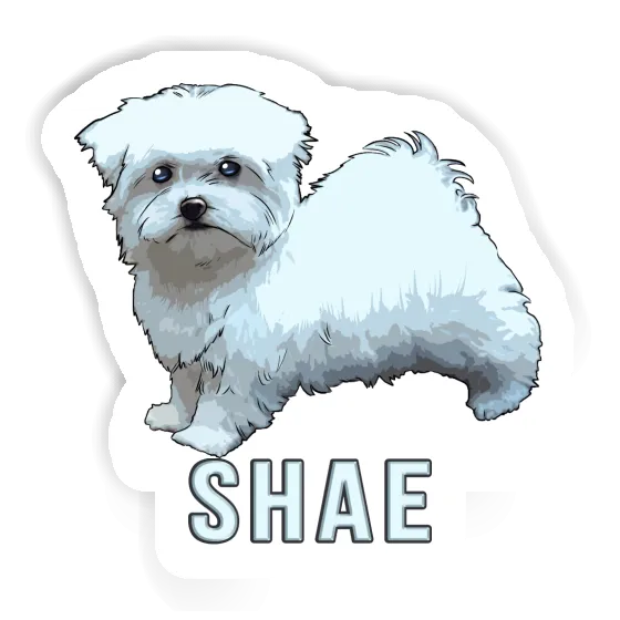 Maltese Sticker Shae Gift package Image