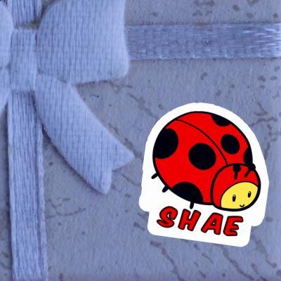 Sticker Shae Ladybug Gift package Image