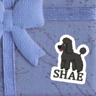 Sticker Shae Poodle Gift package Image