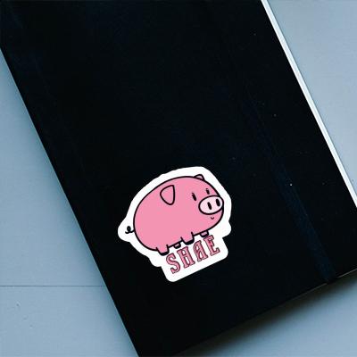 Sticker Pig Shae Gift package Image