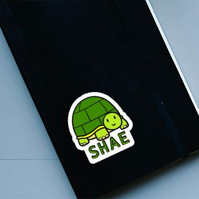 Sticker Turtle Shae Image