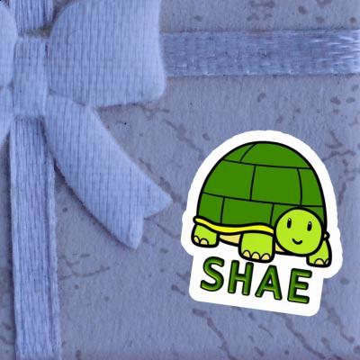 Sticker Turtle Shae Laptop Image