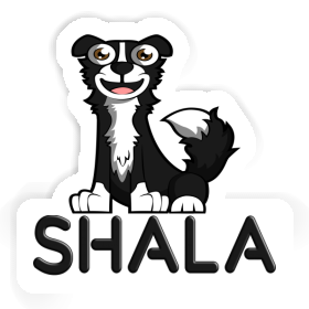 Sticker Border Collie Shala Image