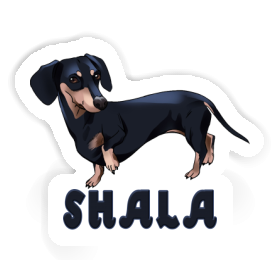 Sticker Dachshund Shala Image