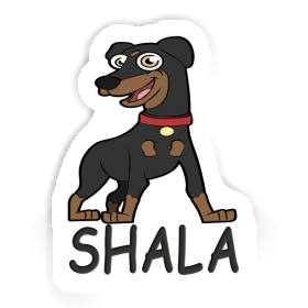 Pinscher Autocollant Shala Image