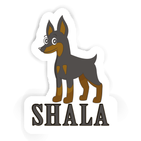 Sticker Pinscher Shala Image