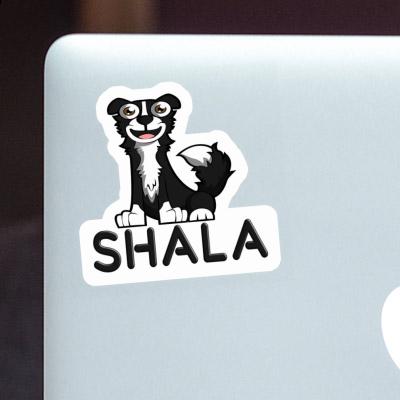 Sticker Border Collie Shala Gift package Image