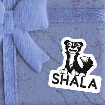 Sticker Border Collie Shala Gift package Image