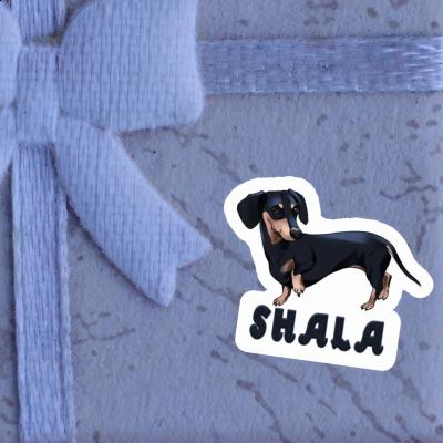 Autocollant Shala Teckel Gift package Image