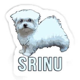 Sticker Maltese Dog Srinu Image