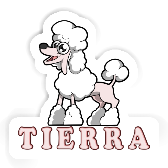 Autocollant Caniche Tierra Gift package Image