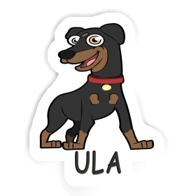 Sticker Ula German Pinscher Image