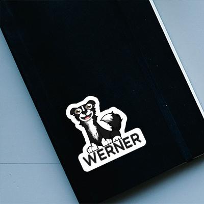 Border Collie Autocollant Werner Image
